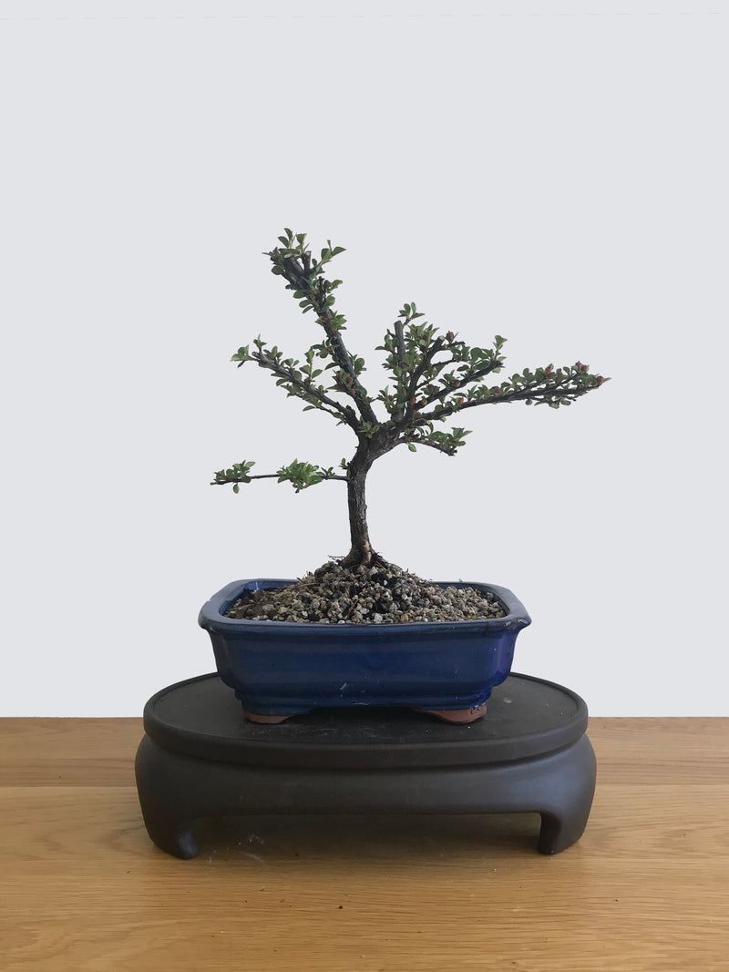 COTONEASTER (CT12004) - MiniGardens NZ