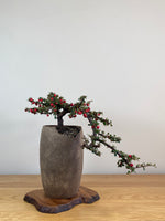 CASCADING COTONEASTER (CT2103001)