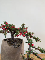 CASCADING COTONEASTER (CT2103001)