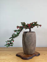 CASCADING COTONEASTER (CT2103001)