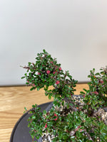 COTONEASTER (CT03009) - MiniGardens NZ