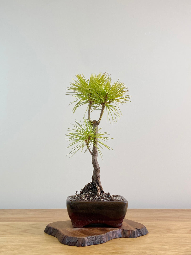 CHINESE WHITE PINE (CWP2103001)