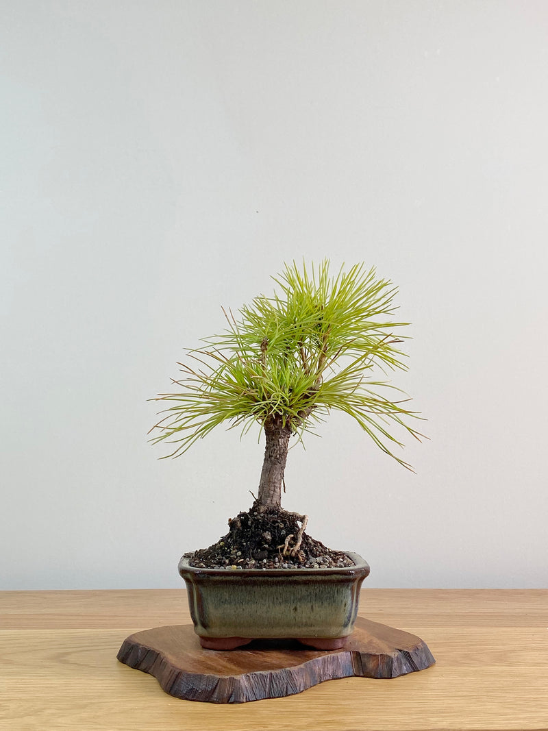 CHINESE WHITE PINE (CWP2103002)