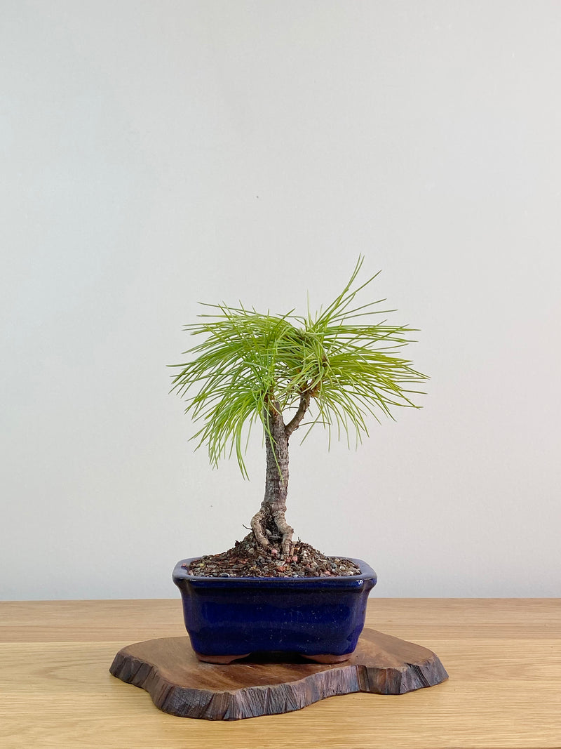CHINESE WHITE PINE (CWP2103003)