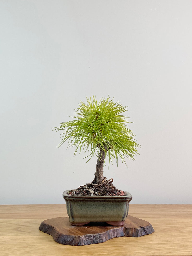 CHINESE WHITE PINE (CWP2103004)