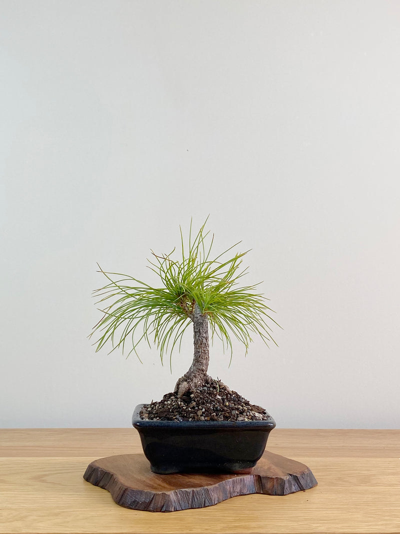 CHINESE WHITE PINE (CWP2103006)