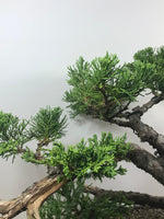 CHINESE JUNIPER (MULTI TRUNKS) - MiniGardens NZ