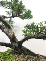 CHINESE JUNIPER (MULTI TRUNKS) - MiniGardens NZ