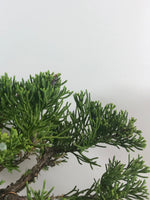 CHINESE JUNIPER (MULTI TRUNKS) - MiniGardens NZ