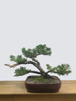 CHINESE JUNIPER (MULTI TRUNKS) - MiniGardens NZ