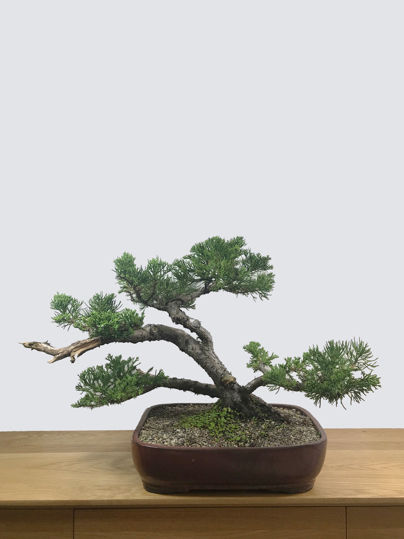 CHINESE JUNIPER (MULTI TRUNKS) - MiniGardens NZ