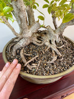 DWARF UMBRELLA TREE (TWIN TRUNK)