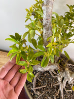 DWARF UMBRELLA TREE (TWIN TRUNK)
