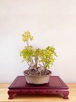 DWARF UMBRELLA TREE (TWIN TRUNK)