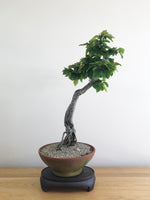 EUROPEAN HORNBEAM (LITERATI) - MiniGardens NZ