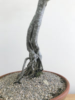 EUROPEAN HORNBEAM (LITERATI) - MiniGardens NZ