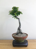 EUROPEAN HORNBEAM (LITERATI) - MiniGardens NZ