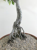 EUROPEAN HORNBEAM (LITERATI) - MiniGardens NZ