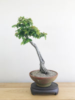 EUROPEAN HORNBEAM (LITERATI) - MiniGardens NZ