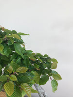 EUROPEAN HORNBEAM (LITERATI) - MiniGardens NZ