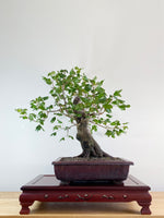 FIELD MAPLE (BROOM STYLE)