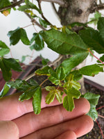 FIELD MAPLE (BROOM STYLE)