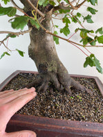 FIELD MAPLE (BROOM STYLE)