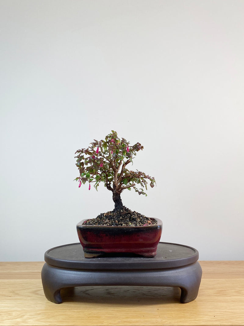 FUCHSIA (FS10001) - MiniGardens Bonsai New Zealand