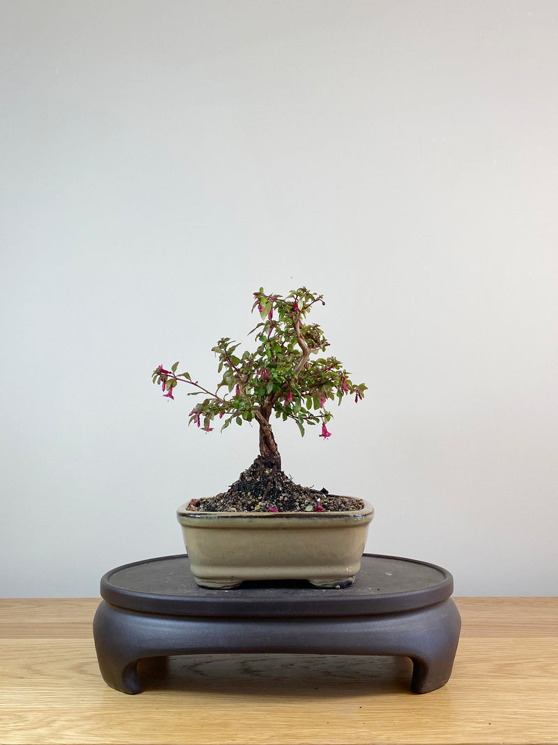 FUCHSIA (FS10002) - MiniGardens Bonsai New Zealand