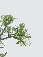 FIRETHORN (FT10003) - MiniGardens NZ