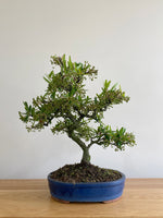 FIRETHORN (INFORMAL) - MiniGardens NZ