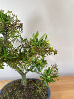 FIRETHORN (INFORMAL) - MiniGardens NZ