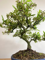 FIRETHORN (INFORMAL) - MiniGardens NZ