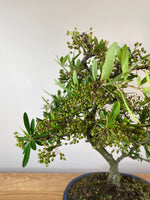 FIRETHORN (INFORMAL) - MiniGardens NZ