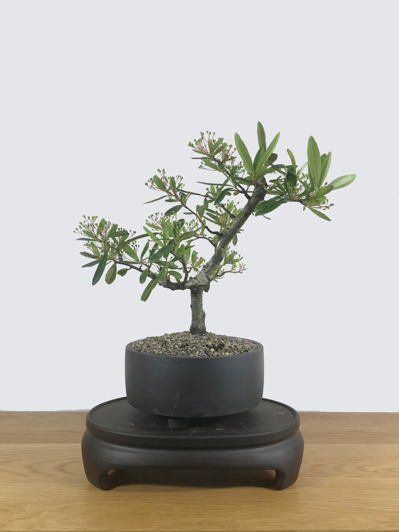 FIRETHORN (FT10001) - MiniGardens NZ