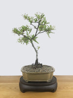 FIRETHORN (FT10002) - MiniGardens NZ