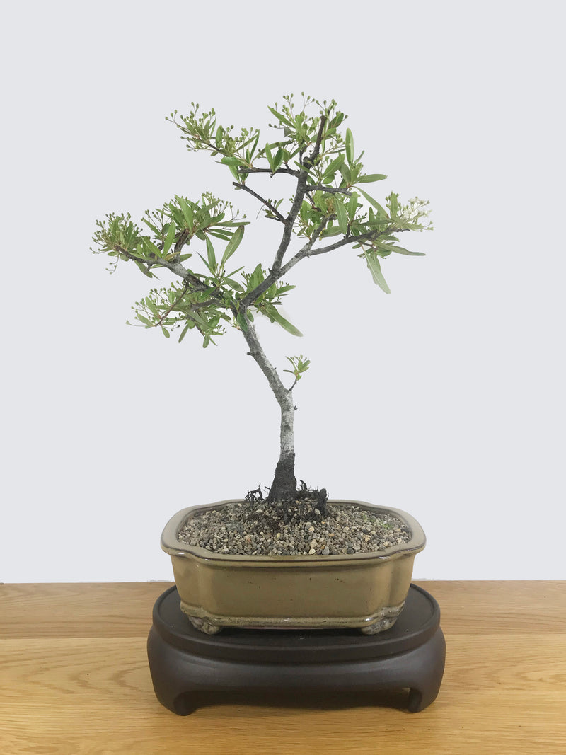 FIRETHORN (FT10002) - MiniGardens NZ