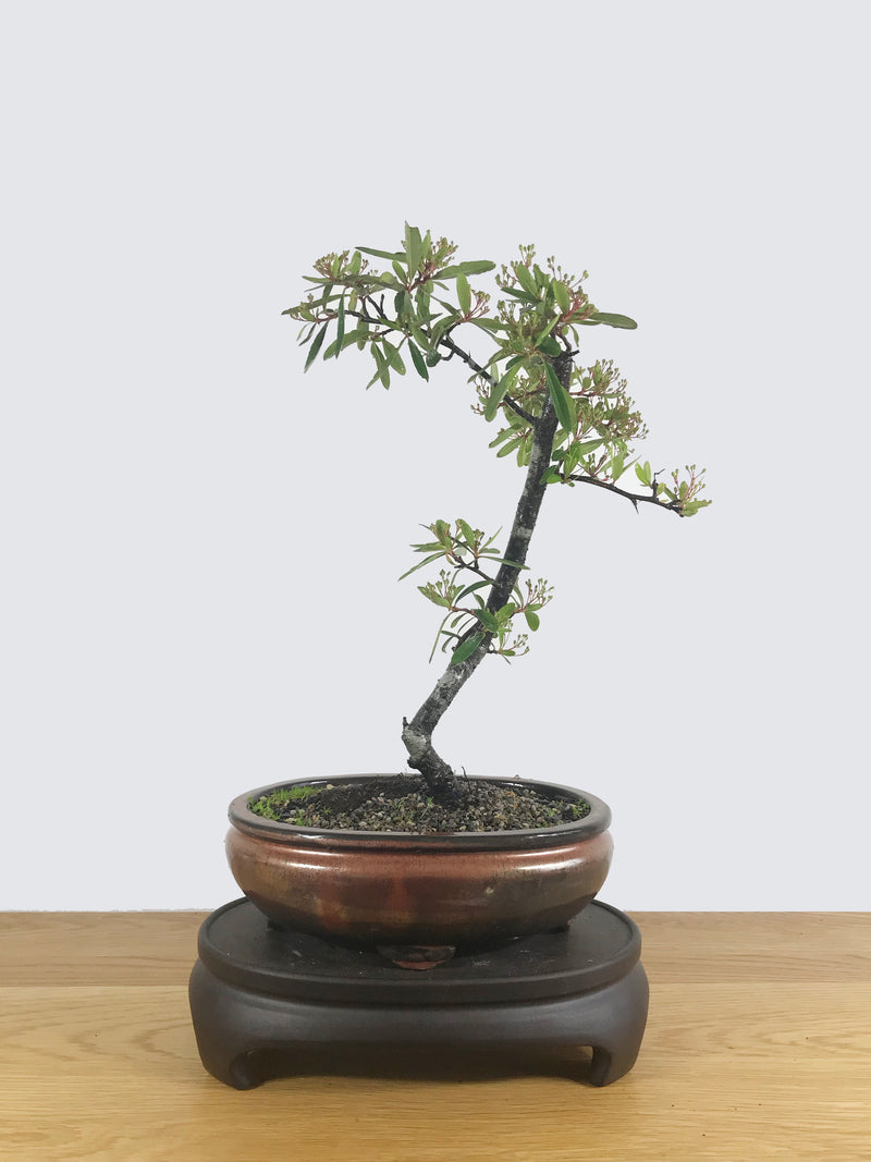 FIRETHORN (FT10003) - MiniGardens NZ