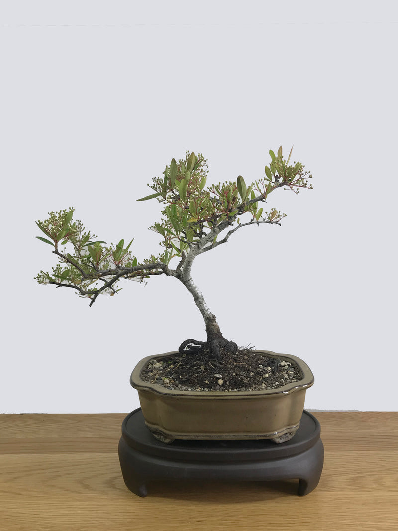 FIRETHORN (FT11001) - MiniGardens NZ