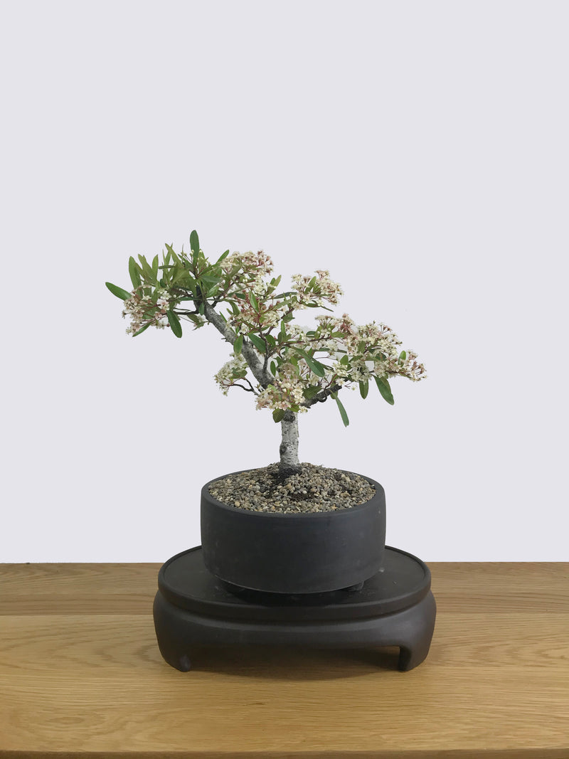 FIRETHORN (FT11002) - MiniGardens NZ