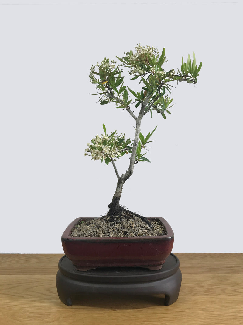 FIRETHORN (FT11004) - MiniGardens NZ