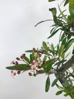 FIRETHORN (FT11008) - MiniGardens NZ