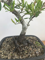 FIRETHORN (FT11007) - MiniGardens NZ