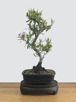 FIRETHORN (FT11007) - MiniGardens NZ