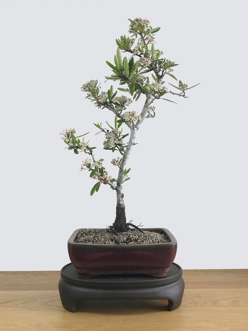 FIRETHORN (FT11008) - MiniGardens NZ