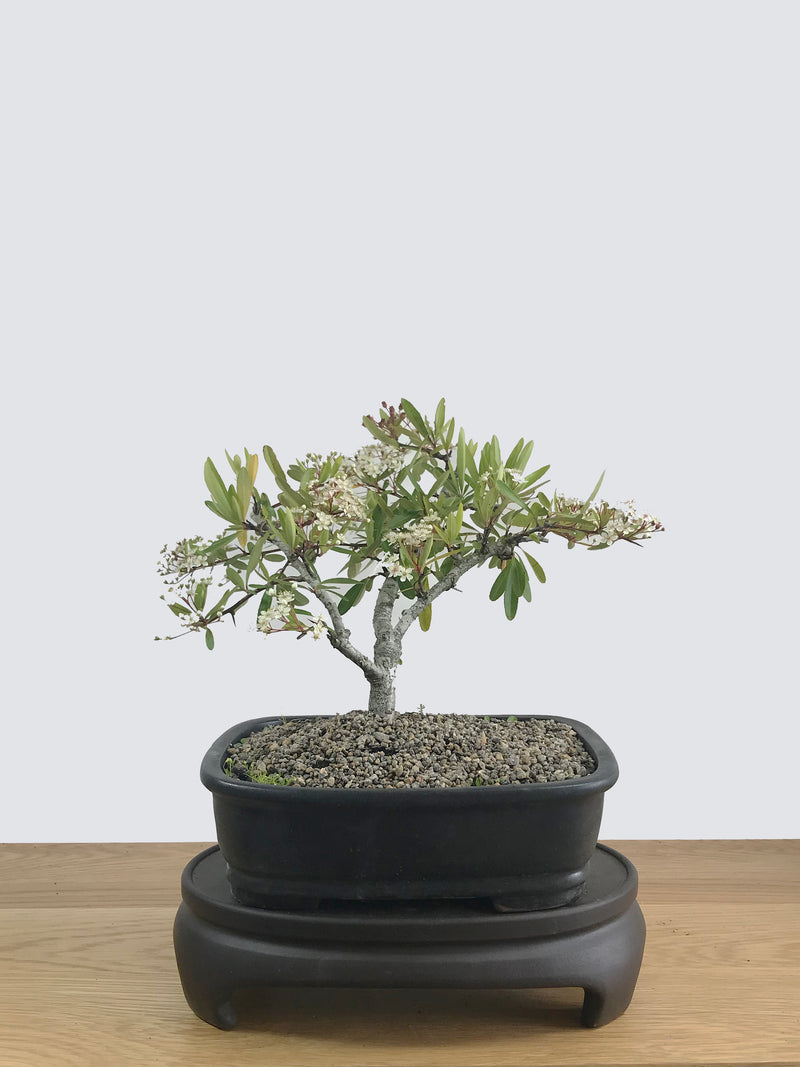 FIRETHORN (FT11009) - MiniGardens NZ