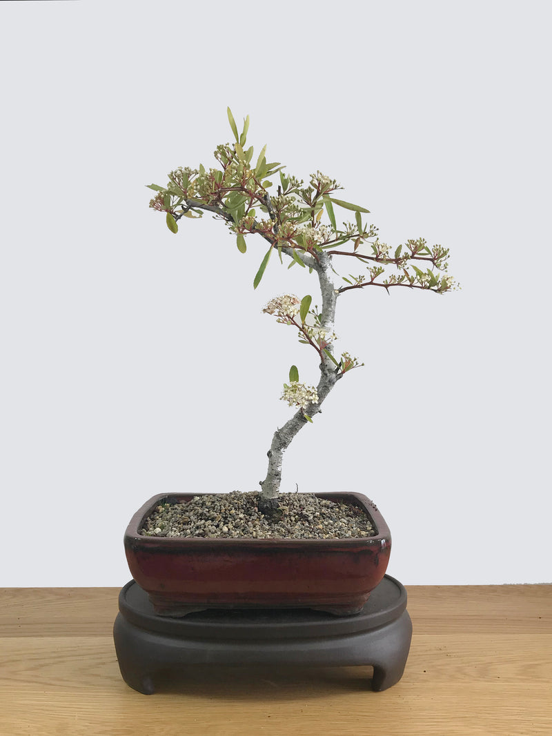 FIRETHORN (FT11010) - MiniGardens NZ