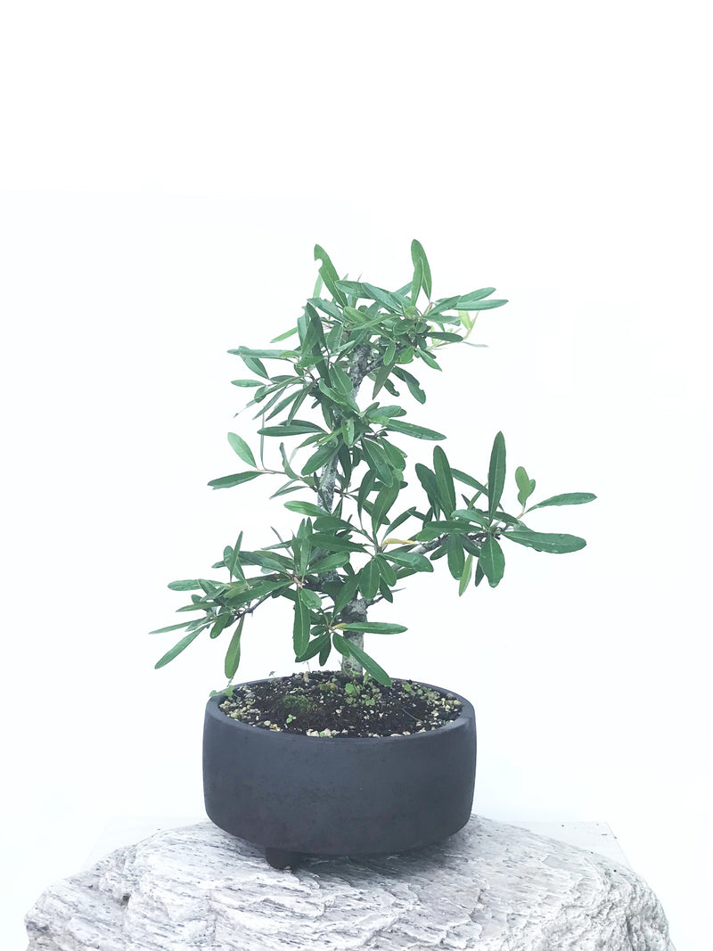 FIRETHORN (FT1902001) - MiniGardens NZ