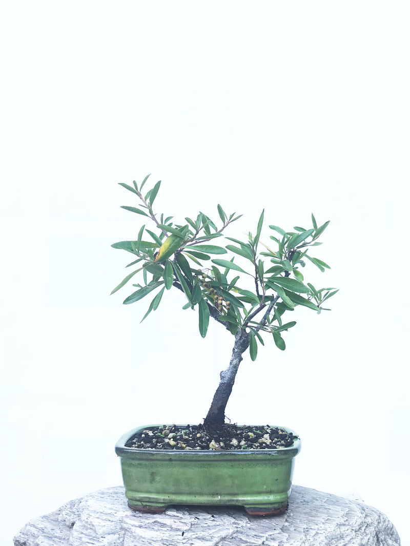 FIRETHORN (FT1902002) - MiniGardens NZ