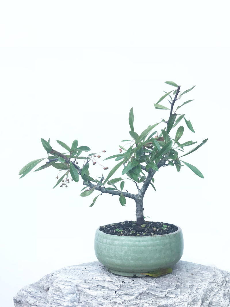 FIRETHORN (FT1902003) - MiniGardens NZ